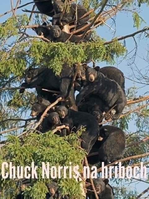 Chuck Norris na hubch