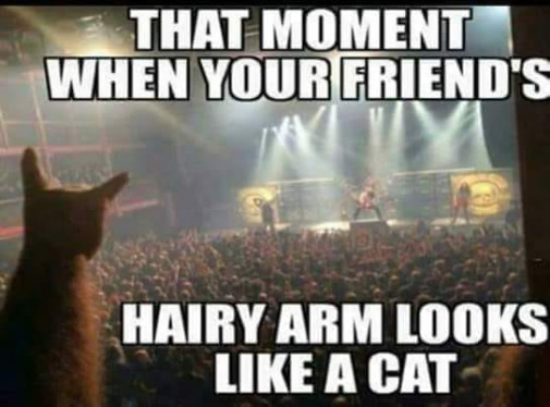Hand - Cat